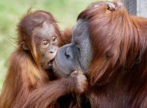 AUSTRALIA-ORANG-UTAN-BIRTHDAY-01