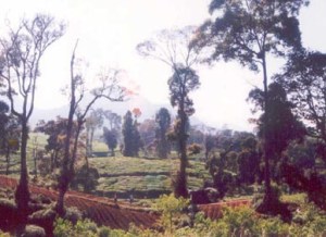 theetuinen