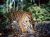 INDONESIA-ENVIRONMENT-ANIMAL-WWF-CAMERA-TRAP-TIGER