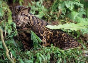 nieuw_soort_luipaar_426159h