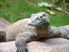 280pxvaranus_komodoensis6_1