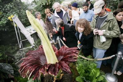 GIANT FLOWER "TITAN ARUM" BLOOMS AT US BOTANIC GARDEN.