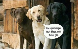 dogs