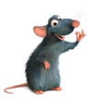 rat