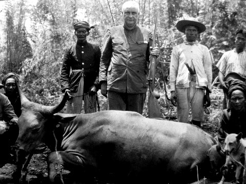 Albino Banteng - 1930