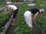 aardbei1