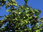 Guava