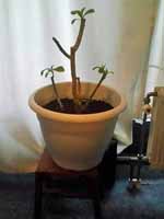 ketjoeboeng20feb2015