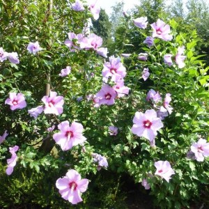 hibiscus2