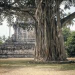 Waringin_bij_de_Candi_Mendut