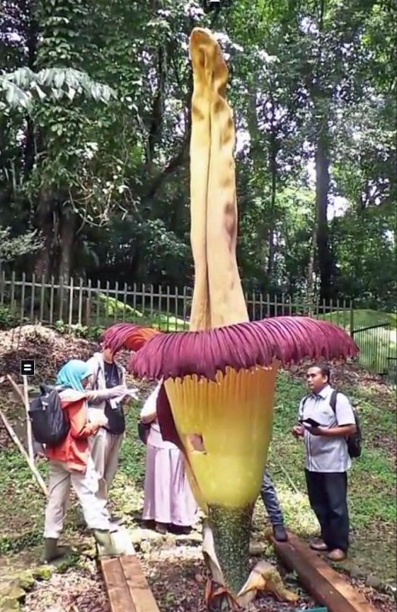 reuzenaronskelk_cibodas