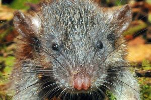 slenderroorat_indonesie