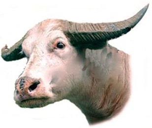 goudenbuffel