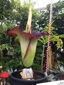 reuzenaronskelkmeise