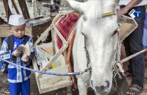 paardenbibliotheek2