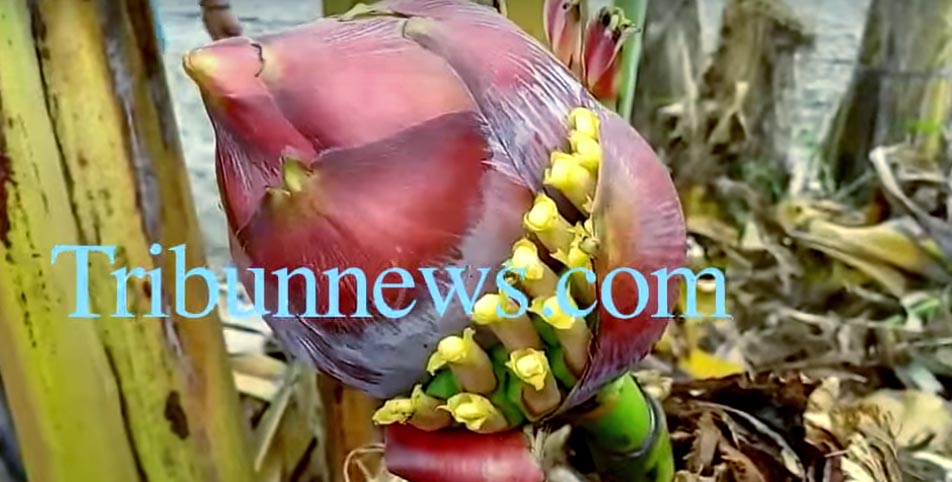 pisang_medan